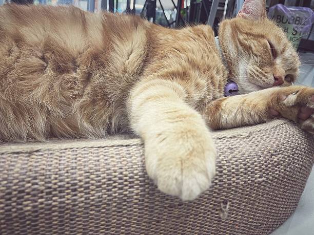 istock Foot of yellow ginger cat 2207593935