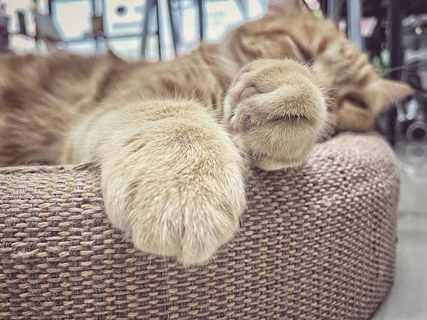 Foot of yellow ginger cat