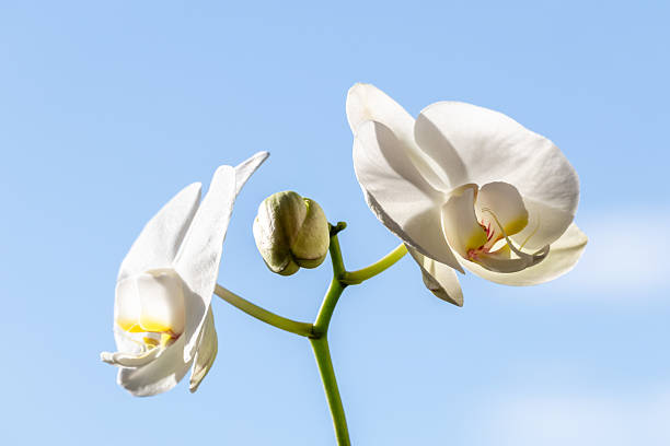 white orchid flower bloomed in March 2025