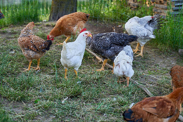 istock Free-range chickens foraging on a farm 2207594269