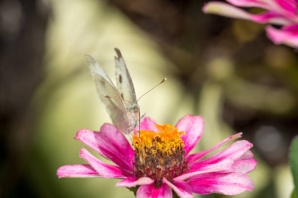 istock close up of a cabbage white butterfly on a flower 2207594284