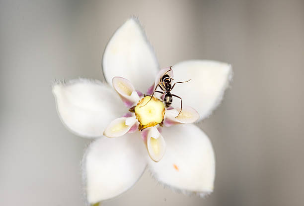 Ant collecting nectar from a swan plant flower