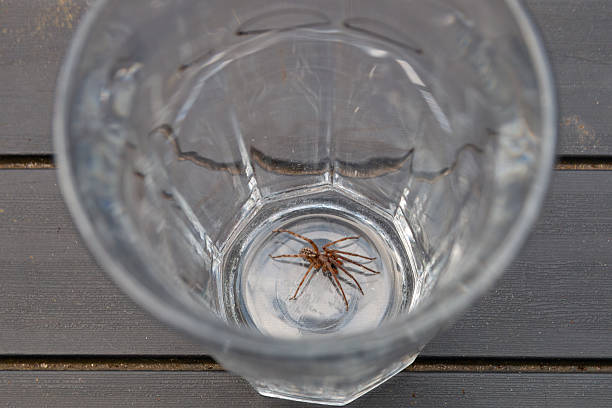Large house spider captured in a glass