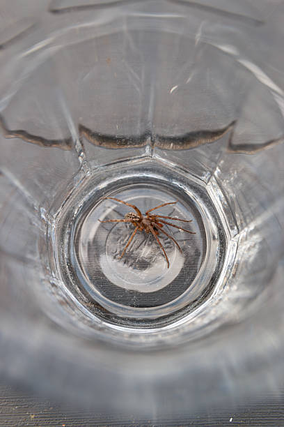 istock Large house spider captured in a glass 2207595244