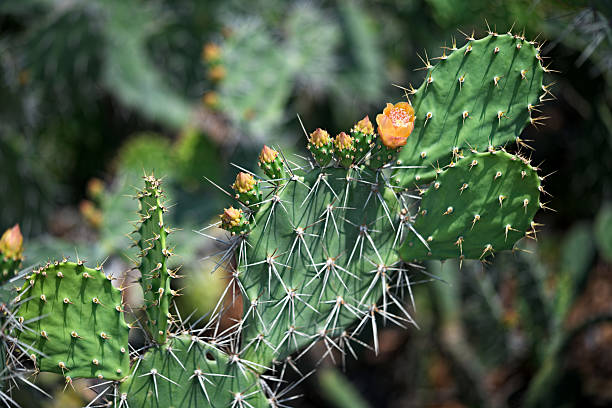 istock Cactus flower under the Thai sun 2207598319