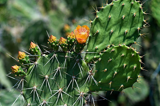 istock Cactus flower under the Thai sun 2207598321