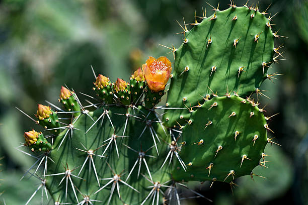 istock Cactus flower under the Thai sun 2207598328