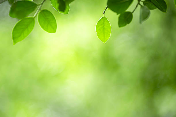 istock Closeup of green leaves with sunlight and copy space for fresh greenery and botany background concept. 2207598426