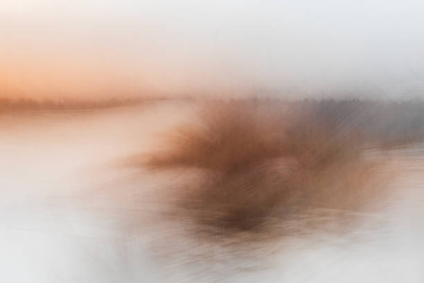 Reed grass in pond and fog. Intentional camera movement, abstract landscape background