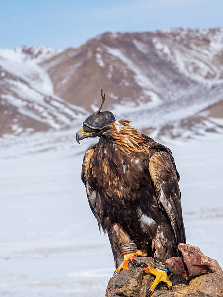 istock Portrait of a beautiful Golden Eagle bird 2207598435