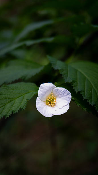istock White flower in the garden 2207599426