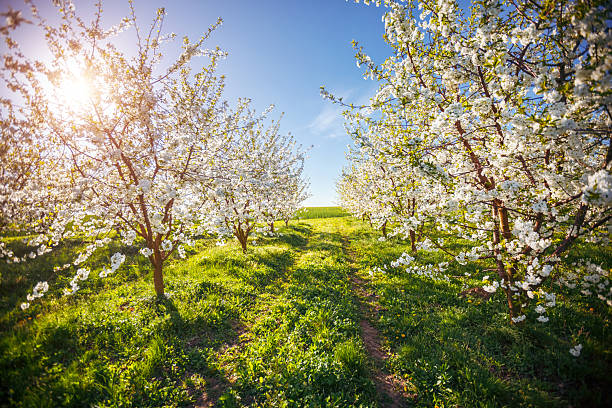 Bright ornamental garden with blooming trees on a sunny day.