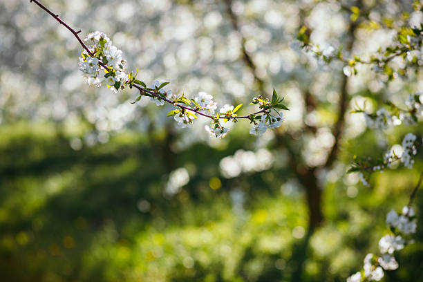 istock Bright ornamental garden with blooming trees on a sunny day. 2207600184