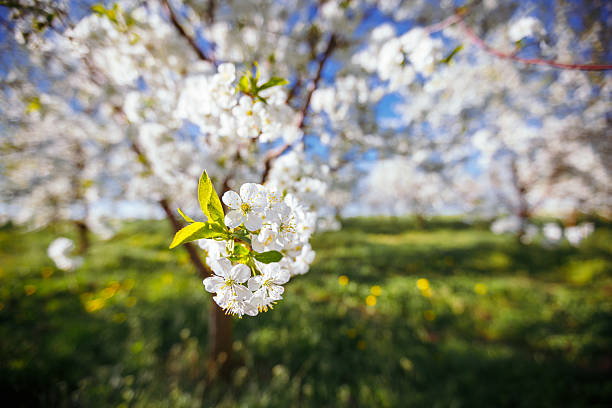 Bright ornamental garden with blooming lush trees on a sunny day. Concept of the ecology. Soft focus image. Flowering orchard in spring time. Attractive scene of a countryside. Beauty of earth.