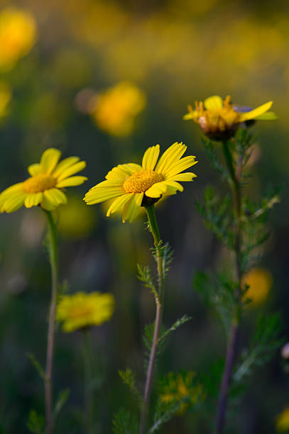 istock Bright yellow wildflowers bloom in a sunlit meadow during a serene spring afternoon 2207600692