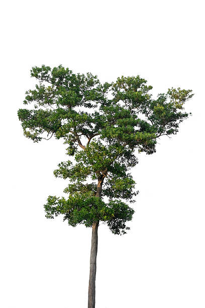 istock Majestic Isolated Tree with Green Canopy. Single big tree isolated on white background. 2207601027