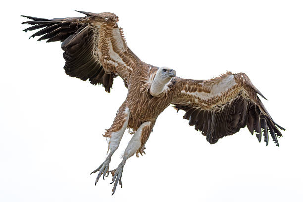 Bald eagle in flight on isolated background