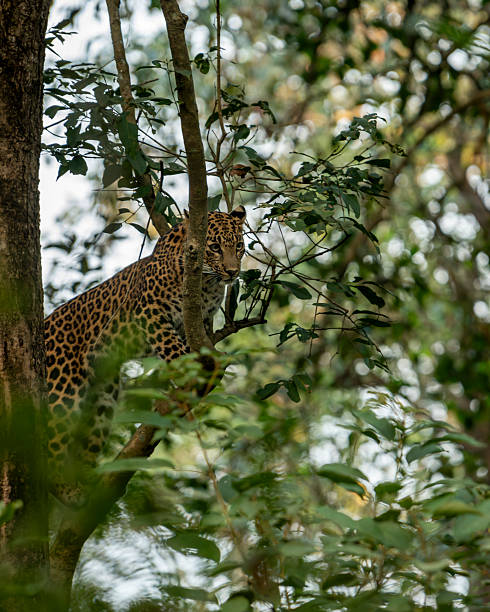 wilder männlicher leopard oder panther oder panthera pardus mit augenkontakt, der sich auf natürlichem grünen ast in der wintersaison ausruht safari in der dhikala zone jim corbett nationalpark wald uttarakhand, indien - jim corbett nationalpark stock-fotos und bilder