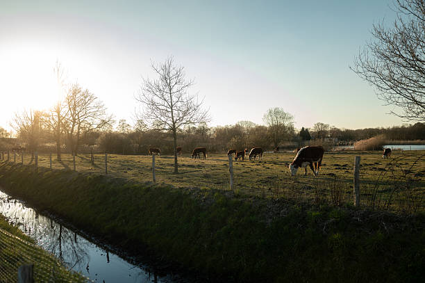 Cows grazing peacefully in a field at sunset, near a ditch, creating a serene countryside scene