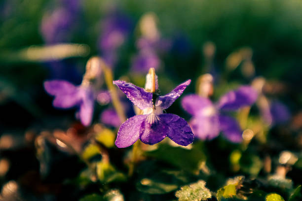 This close-up photograph captures a delicate violet flower bathed in soft morning light. Dew droplets enhance the velvety texture of its purple petals, while the blurred background creates a natural and soothing atmosphere. The composition highlights the main flower, surrounded by a bed of greenery and softly blurred violets, offering a poetic and refreshing spring scene.