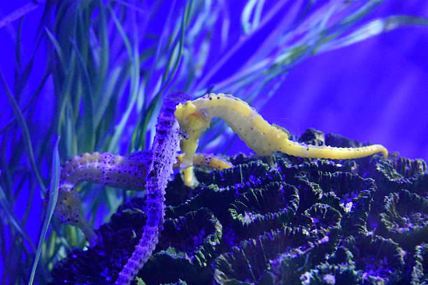 Thorny Seahorse Hippocampus histrix occurs in the tropical Indo-Pacific from South Africa to French Polynesia, north to Japan and south to Australia, but not in the Red Sea. The stationary species occurs at a depth of 0 to 82m, usually from 15 to 40m, max. length 17cm.\nHippocampus histrix is a rare inhabitant of shallow sheltered reefs, found among clumps of algae or in seagrass beds and associated with sponges and sea-squirts. Large adults are pelagic and probably associated with drifting debris. \nThe species feeds on zooplanktons and small crustaceans. The male carries the eggs in a brood pouch which is found under the tail. The use in traditional Chinese medicine is increasing with the rise in patent medicines. So Thorny Seahorse Hippocampus histrix has most recently been assessed for the IUCN Red List of Threatened Species in 2017. \nThis specimen was encountered in the Lembeh Strait, Indonesia \n1°28'47.814 N 125°15'1.26 E at 14m depth
