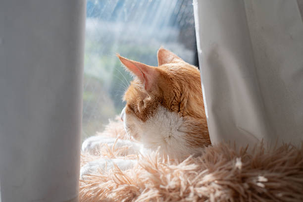 istock A cute cat relaxing in its favorite place 2207605571