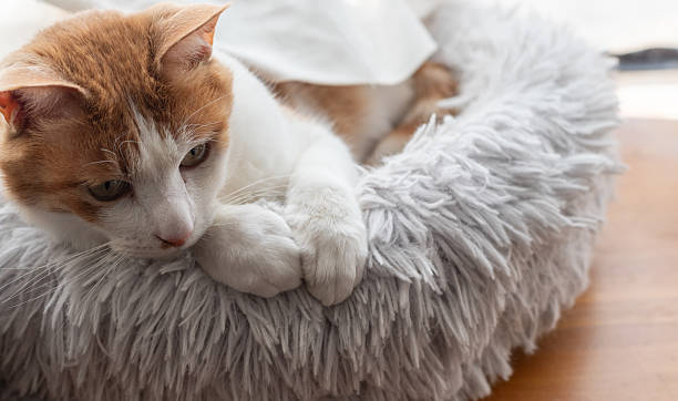 istock A cute cat relaxing in its favorite place 2207605583
