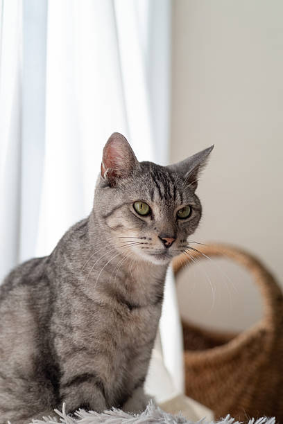 istock Cute cat relaxing by the window 2207605646