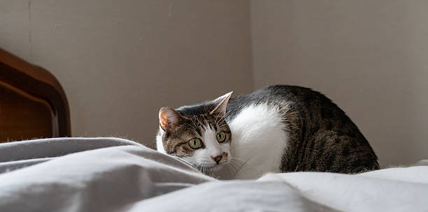 istock Cute cat lying on the bed 2207605724