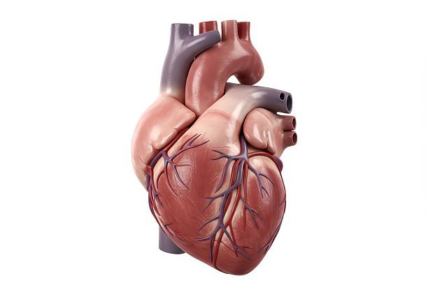 istock Realistic Human Heart Illustration 2207606778