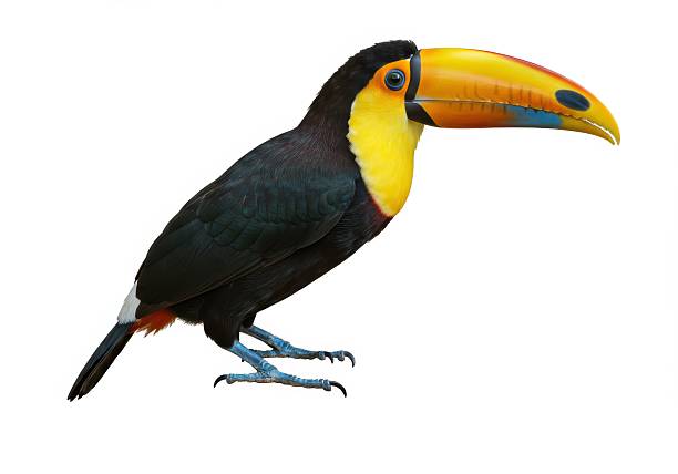 istock Colorful Toucan Isolated on White 2207606782