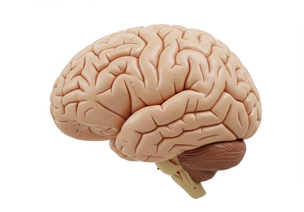istock Anatomical Model of Human Brain Side View 2207606815