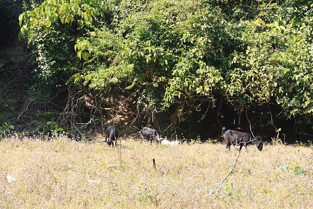 istock black goats in the grass field ground with trees 2207607000