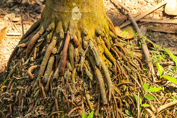 istock Close-Up View of a Tree Trunk with Exposed Roots 2207608007