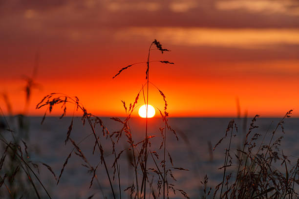 istock Sunset through the reeds on the Curonian Spit 2207608169