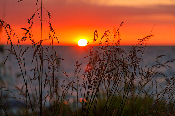 istock Sunset through the reeds on the Curonian Spit 2207608176