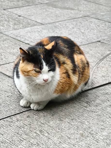 istock The cat in Suzhou, China 2207610959
