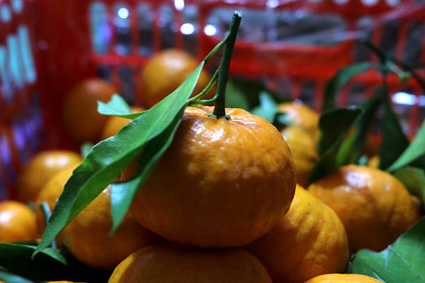A pile of fresh oranges just picked from the garden