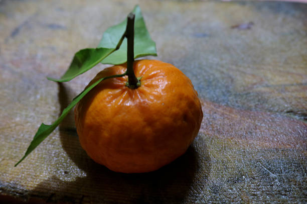 Photo of fresh oranges just picked from the garden
