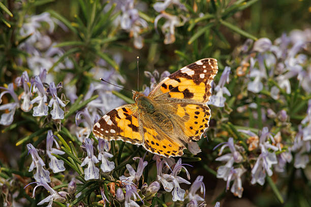 Vanessa cardui butterfly on rosemary flowers in spring, Alcoy, Spain