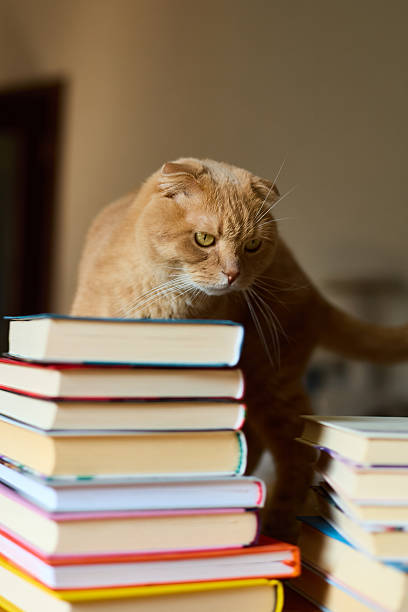 istock Ginger Scottish Fold explores a stack of colorful books in a cozy indoor setting 2207611830