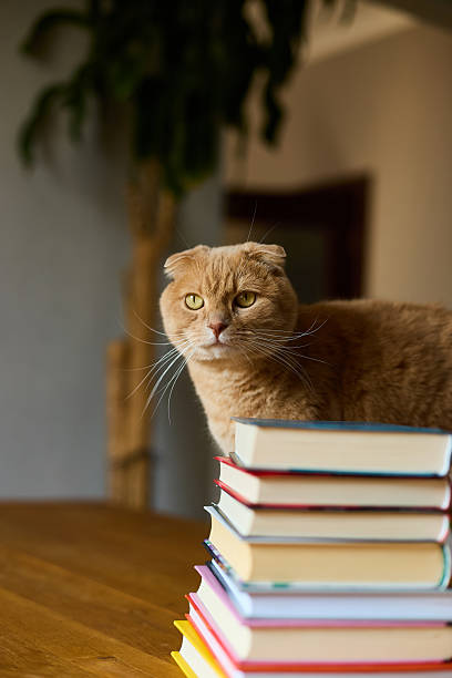 istock Ginger Scottish Fold explores a stack of colorful books in a cozy indoor setting 2207611839