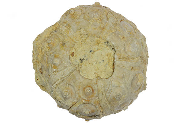 petrified sea urchin from Morocco isolated on white background