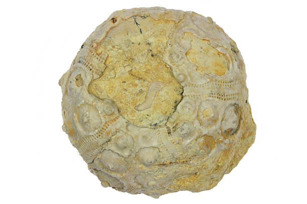 petrified sea urchin from Morocco isolated on white background