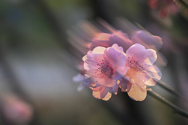 Peach blossoms in full bloom
