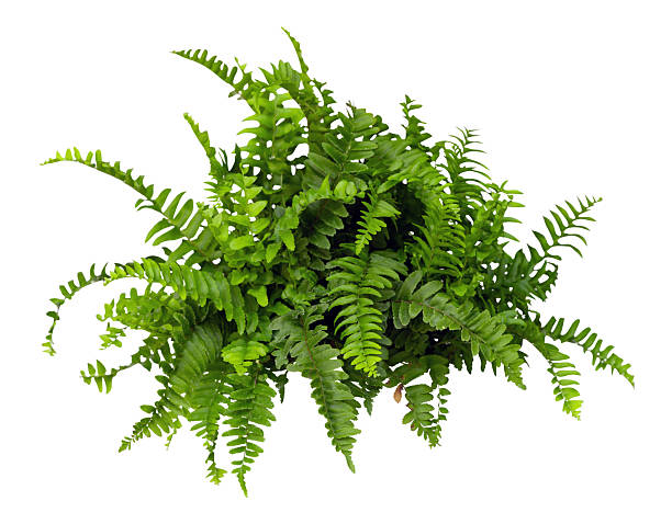 This image features a lush green fern with long, arching fronds that display a vibrant, fresh green color. The fern’s delicate leaves spread out gracefully, creating a full and lively appearance. Set against a clean white background, the details of each frond are highly visible, making this image ideal for use in natural decor themes, botanical projects, or commercial purposes such as plant catalogs and gardening guides. This clear, isolated shot provides versatility for various creative applications.