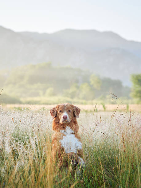 istock Dog sitting in a grassy meadow 2207618712
