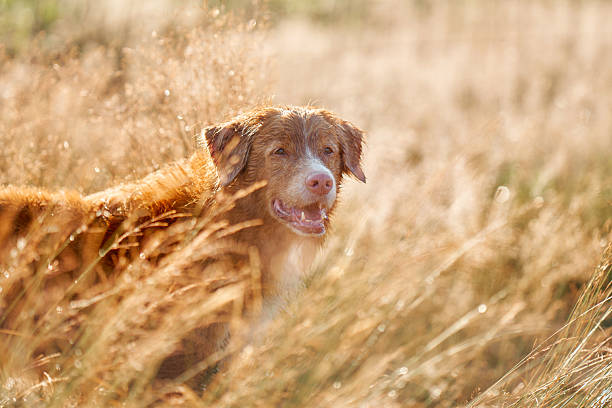 istock Dog peeking through tall golden grass 2207618721