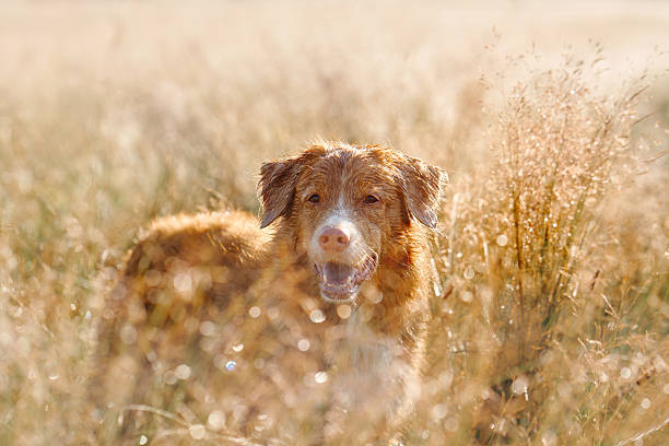 istock Dog resting in tall golden grass 2207618736