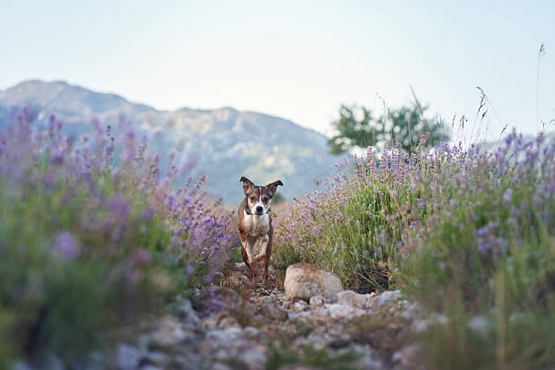 A Jack Russell Terrier stands alertly amidst a vibrant lavender field, surrounded by blooming flowers and rocky terrain. The distant mountains add depth to the serene outdoor setting.